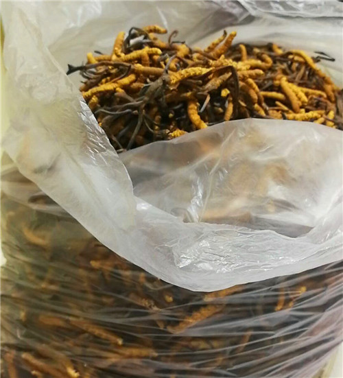 現場回收冬蟲夏草
